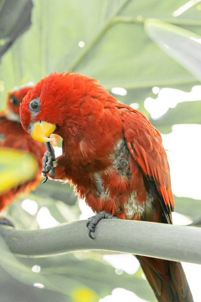 Крупный план красного попугая на ветке, снизу - Фото, изображение