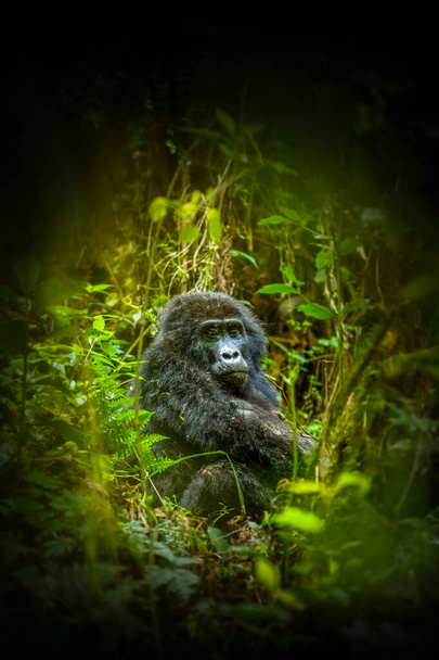 Portré egy hegyi gorilla (Gorilla beringei beringei), Bwindi áthatolhatatlan Forest National Park, Uganda. - Fotó, kép