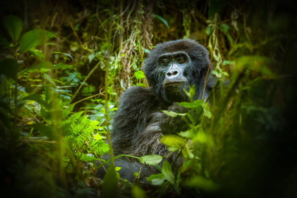 Portret górskiego goryla (Gorilla beringei beringei), Bwindi Impenetrable Forest National Park, Uganda. - Zdjęcie, obraz