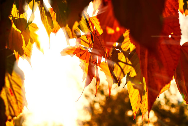 Herfst bladeren met zonnestralen optische flare - Foto, afbeelding