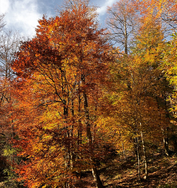 betoverd herfstbos met bladeren en bomen - Foto, afbeelding