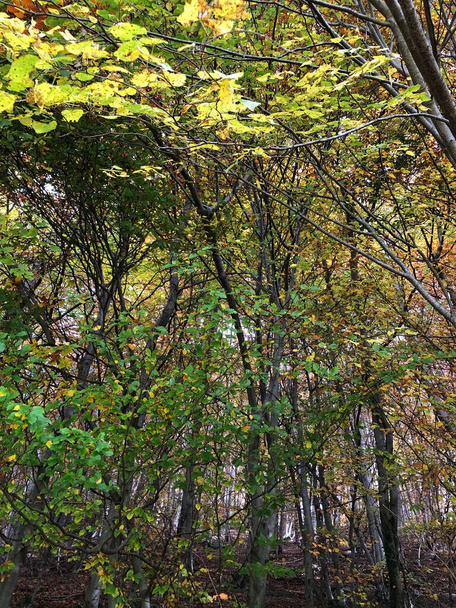 zaczarowany jesienny las z liśćmi i drzewami - Zdjęcie, obraz
