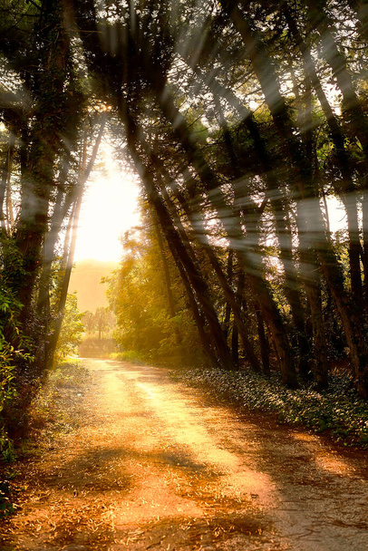 Magic valo kasvien läpi kauniissa metsässä - Valokuva, kuva