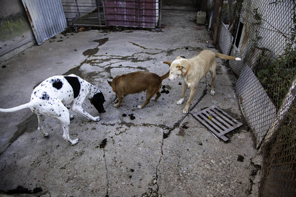 Cães canil trancados abandonados, tristeza - Foto, Imagem