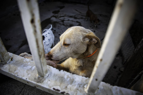 Vergrendelde kennel honden verlaten, verdriet - Foto, afbeelding