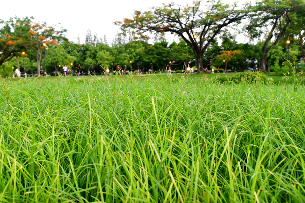 Cerca de campo de hierba verde con el parque borroso en el fondo - Foto, Imagen