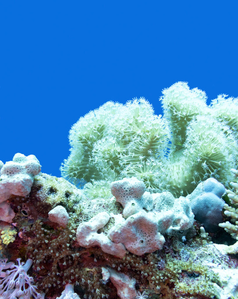 Colorido arrecife de coral en el fondo del mar tropical, coral sarcófón conocido como coral de cuero y esponja marina; paisaje submarino - Foto, Imagen