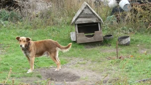 Zahradní pes červené barvy na řetězu na pozadí staré dřevěné psí boudy na venkovském dvoře - Záběry, video