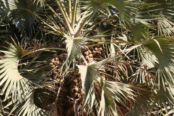 De Lala palm - Hyphaene; Een kleurrijke vruchten, rond plat, harde schelp met zaad binnen. bundel samen op sterke en lange terminalpaal, hangend aan hoge boom. close up, natuurlijk zonlicht. - Foto, afbeelding