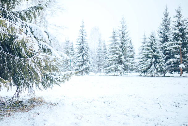 Winter forest with Christmas trees in the snow. Christmas and New Year mood. - Photo, Image
