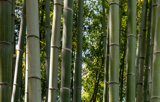 Bambusový strom se plíží zblízka v japonském Kjótu. Arashiyama Bamboo Grove je klidná pěší stezka lemovaná vysokými stonky v klidném prostředí. - Fotografie, Obrázek
