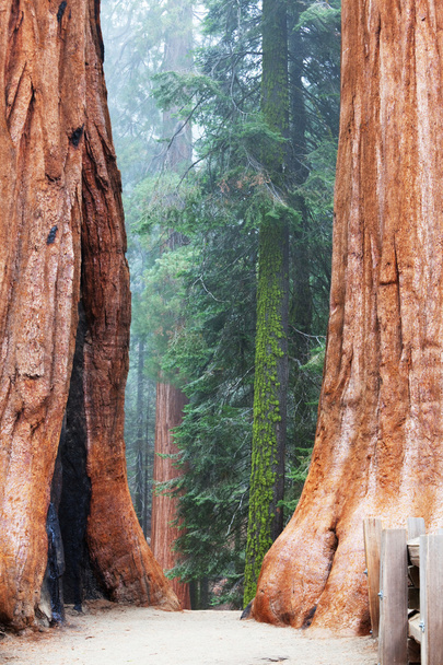 Sequoya - Photo, Image