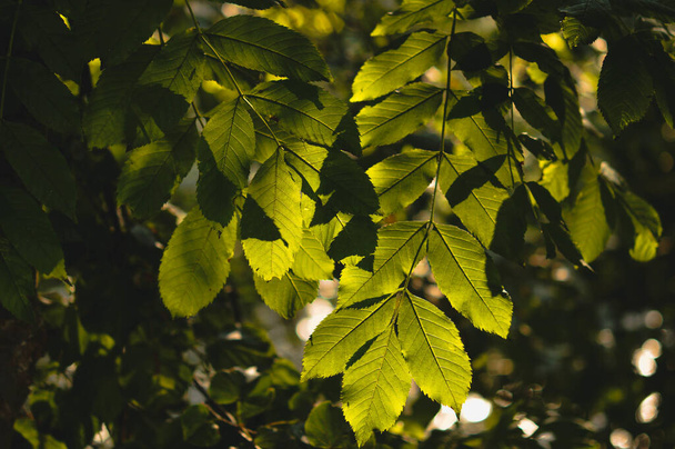 A closeup of lush green foliage on the trees, texture for wallpaper or background - Foto, Imagem