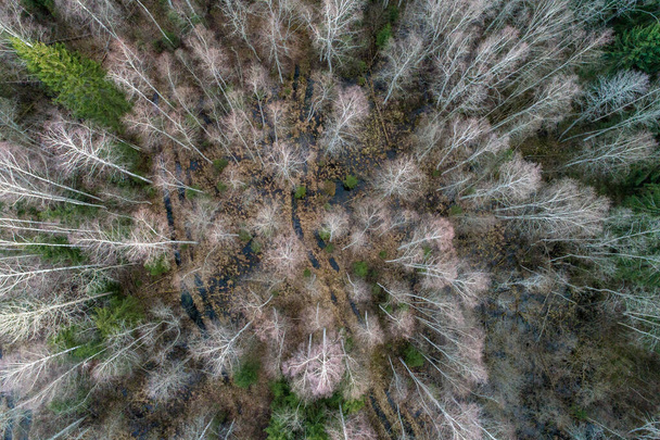 An aerial shot of birch and spruce trees - Foto, imagen