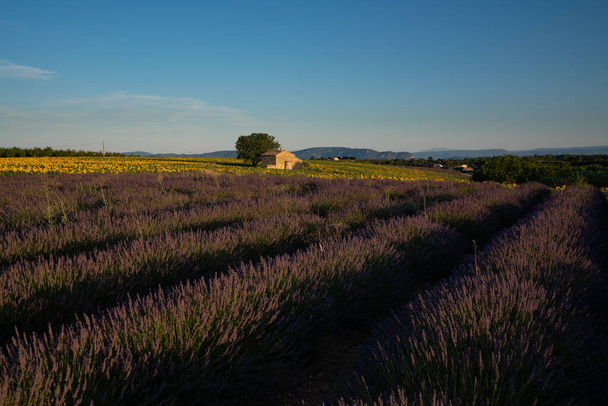 A landscape of a lavender field surrounded by hills under the sunlight and a blue sky in the countryside - Photo, Image