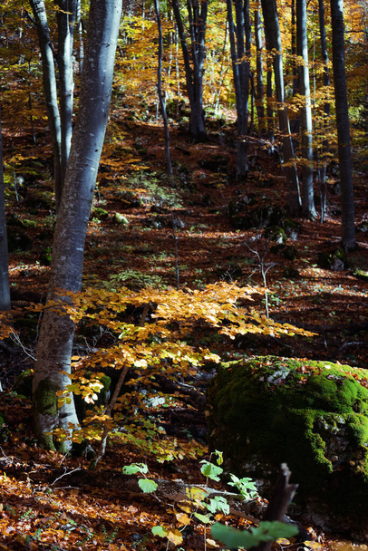 A vertical shot of trees and leaves in an autumn forest - Fotoğraf, Görsel