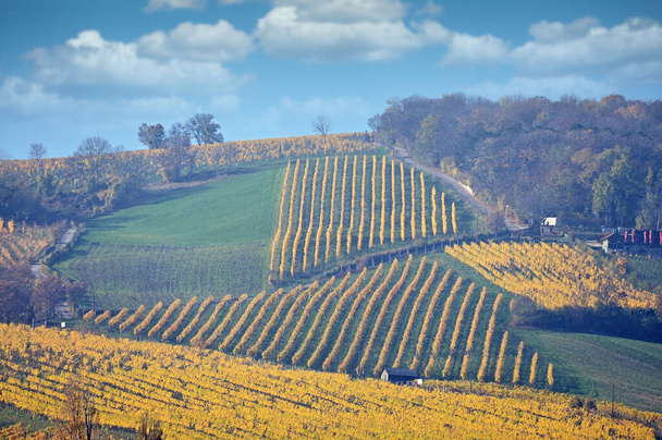 Autumn vineyards near Vienna landscape - Photo, Image