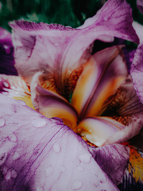 A vertical shot of an iris covered with dew drops - Fotó, kép