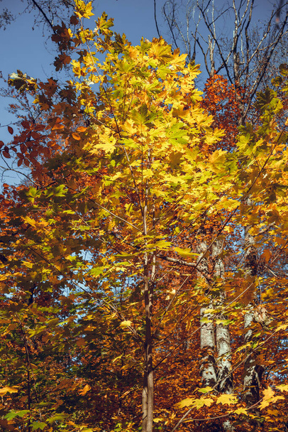 A vertical shot of trees with colorful autumn leaves - Foto, Imagem