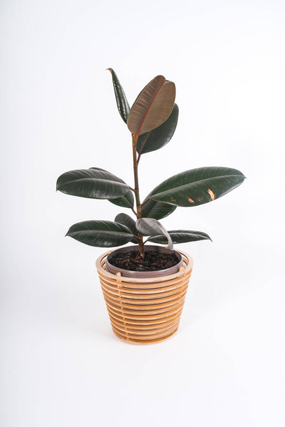 A vertical shot of a plant in a pot on a white background - Valokuva, kuva