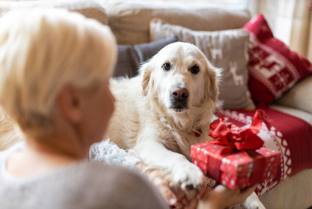 Kadın ve köpeği evde Noel 'in tadını çıkarıyorlar.  - Fotoğraf, Görsel