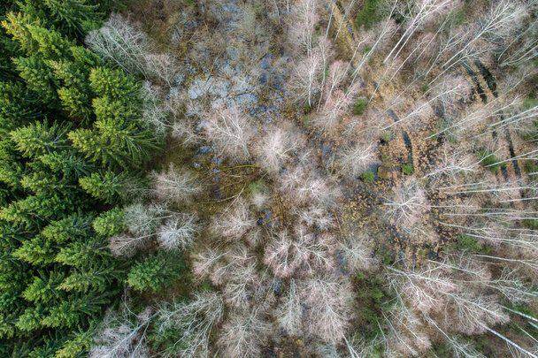 An aerial shot of birch and spruce trees - Фото, зображення