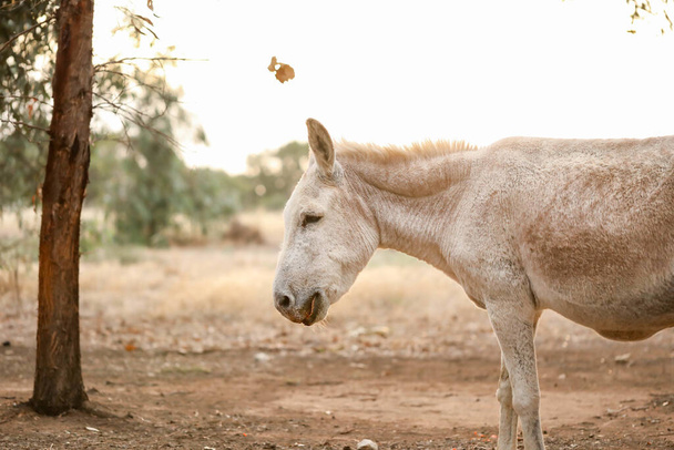 A closeup of a cute white donkey - Photo, Image