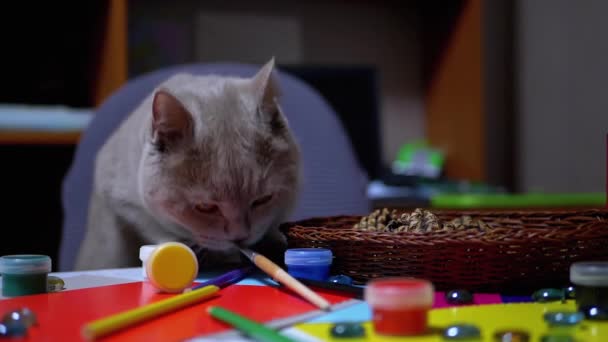 Sly British Cat pulou na mesa e roubou pincel de pintura. Ladrão. Instinto animal - Filmagem, Vídeo