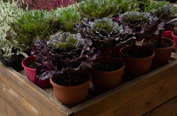 Potted ornamental cabbage or brassica oleracea in a garden shop in November. Horizontal. Daylight. - Photo, Image