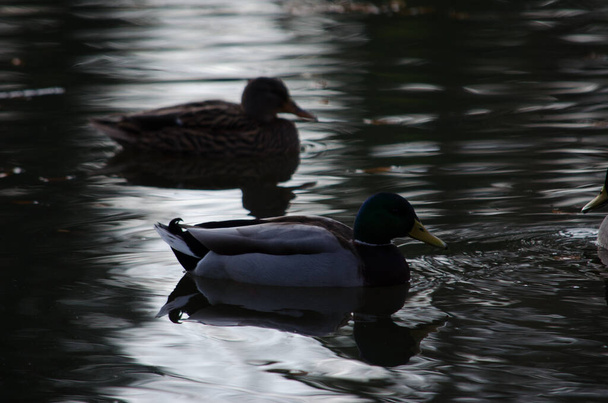 Two mallard ducks in a lake - Foto, afbeelding