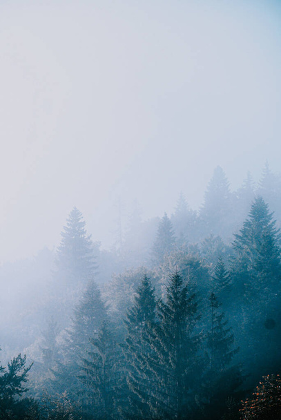 A vertical shot of a beautiful landscape of misty forest - Zdjęcie, obraz