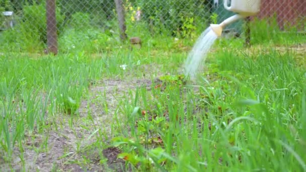 Молода жінка поливає органічний свіжий сільськогосподарський продукт
 - Кадри, відео