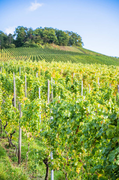 A vertical shot of ripening grapes in the vineyard - Foto, Bild