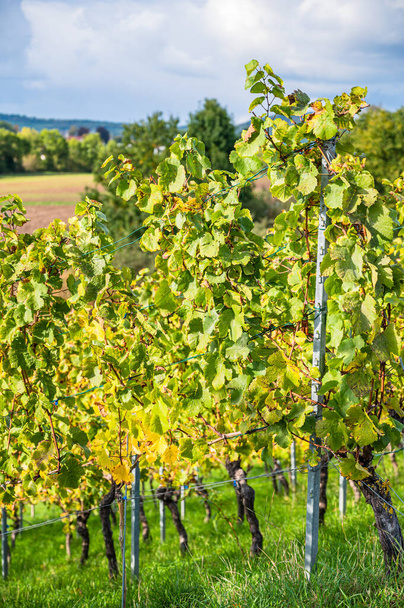 A vertical shot of ripening grapes in the vineyard - Foto, immagini