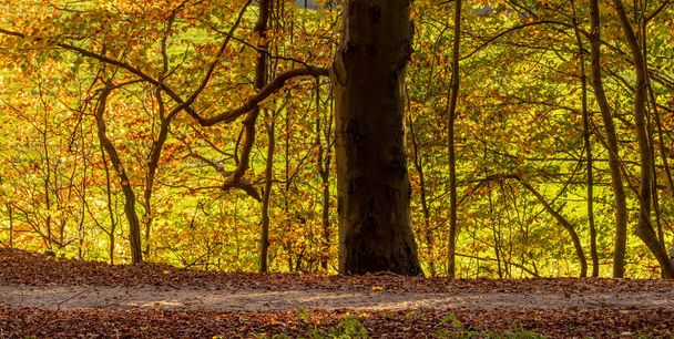 Beautiful forest road in the autumn robe - Fotografie, Obrázek