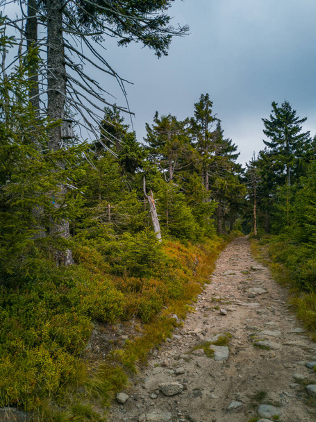 Long stony pathway in Owl Mountains between bushes and trees  - Photo, Image