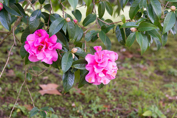 Camellias blooming on the tree in a public park in Galicia (Spain) - Photo, Image