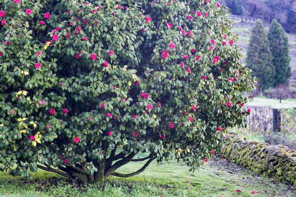 Camelias floreciendo en el árbol en un parque público en Galicia (España)) - Foto, imagen