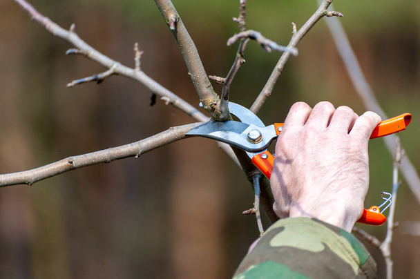 Season pruning of trees.  The farmer looks after the orchard . - Foto, Bild