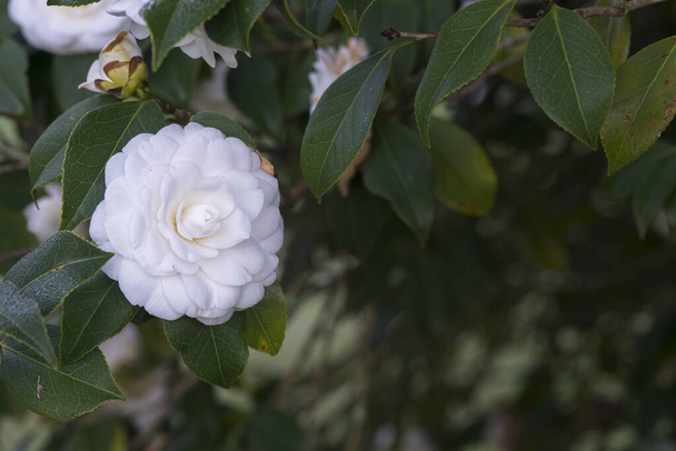 Camellias blooming on the tree in a public park in Galicia (Spain) - Photo, Image