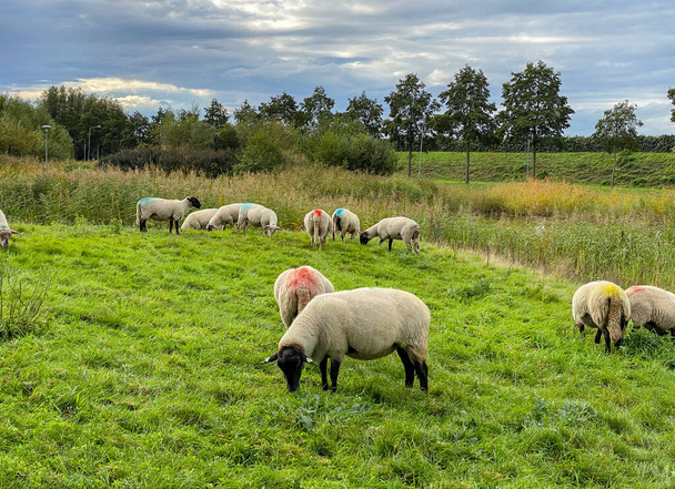 Schafe grasen auf einer grünen Wiese am Teich. - Foto, Bild