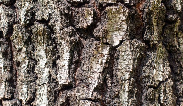 the bark of a birch photographed by a close up. - Foto, Imagem