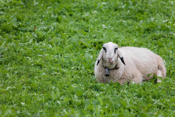 Brillenschaf овец на итальянском горном пастбище - Фото, изображение