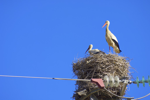Stork - Photo, Image