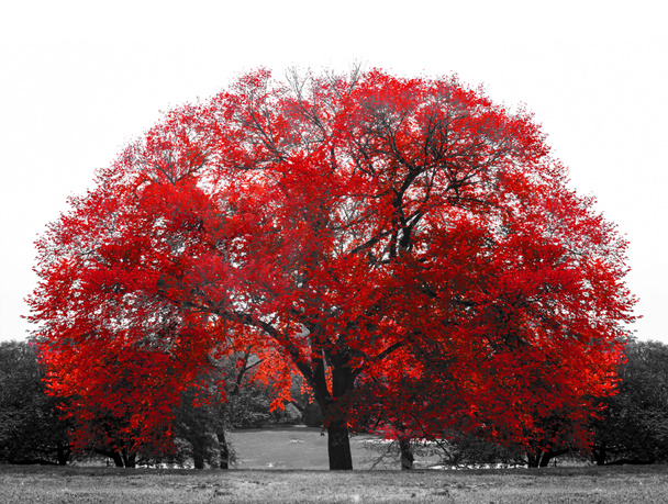 Iso punainen puu mustavalkoisena maisema kohtaus Central Park, New York City NYC - Valokuva, kuva