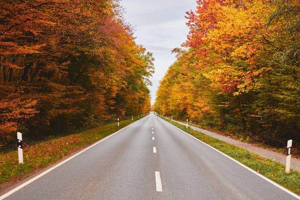 Пустая дорога через лесной пейзаж с золотыми осенними деревьями в Германии - Фото, изображение