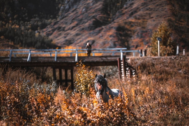 Fall mountain landscape with selective focus on the horse in the foreground surrounded by yellowed tall dry grass of the wild meadow and a small wooden bridge in the background with a human silhouette - Fotografie, Obrázek