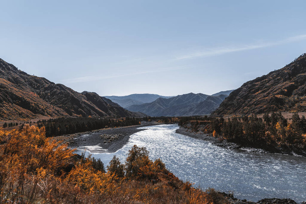 A stunning fall mountain scenery with a blue river in the middle surrounded by ridges, yellowed autumn meadows, line of conifer trees; warm sunny day with a clear blue sky in Altai reserve - Photo, image