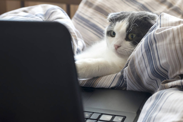 Заинтересованный милый кот сидит перед монитором ноутбука в постели - Фото, изображение