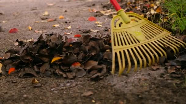 Close up gardener collecting fallen leaves with rake on the street. Autumn activity at home garden - Footage, Video